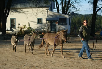 Donkeys at the Cowgirl Co-op Spokane, WA