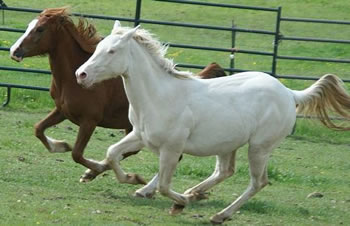 Horses at the Cowgirl Co-op Spokane, WA
